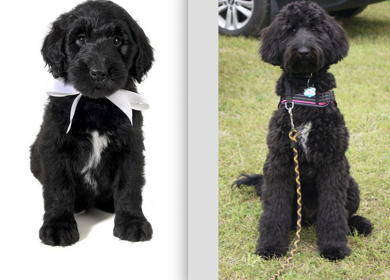 teddy bear schnoodle puppies